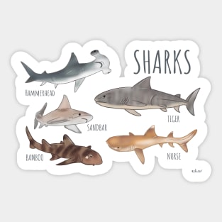 Sharks - Simple Carton Group Sticker